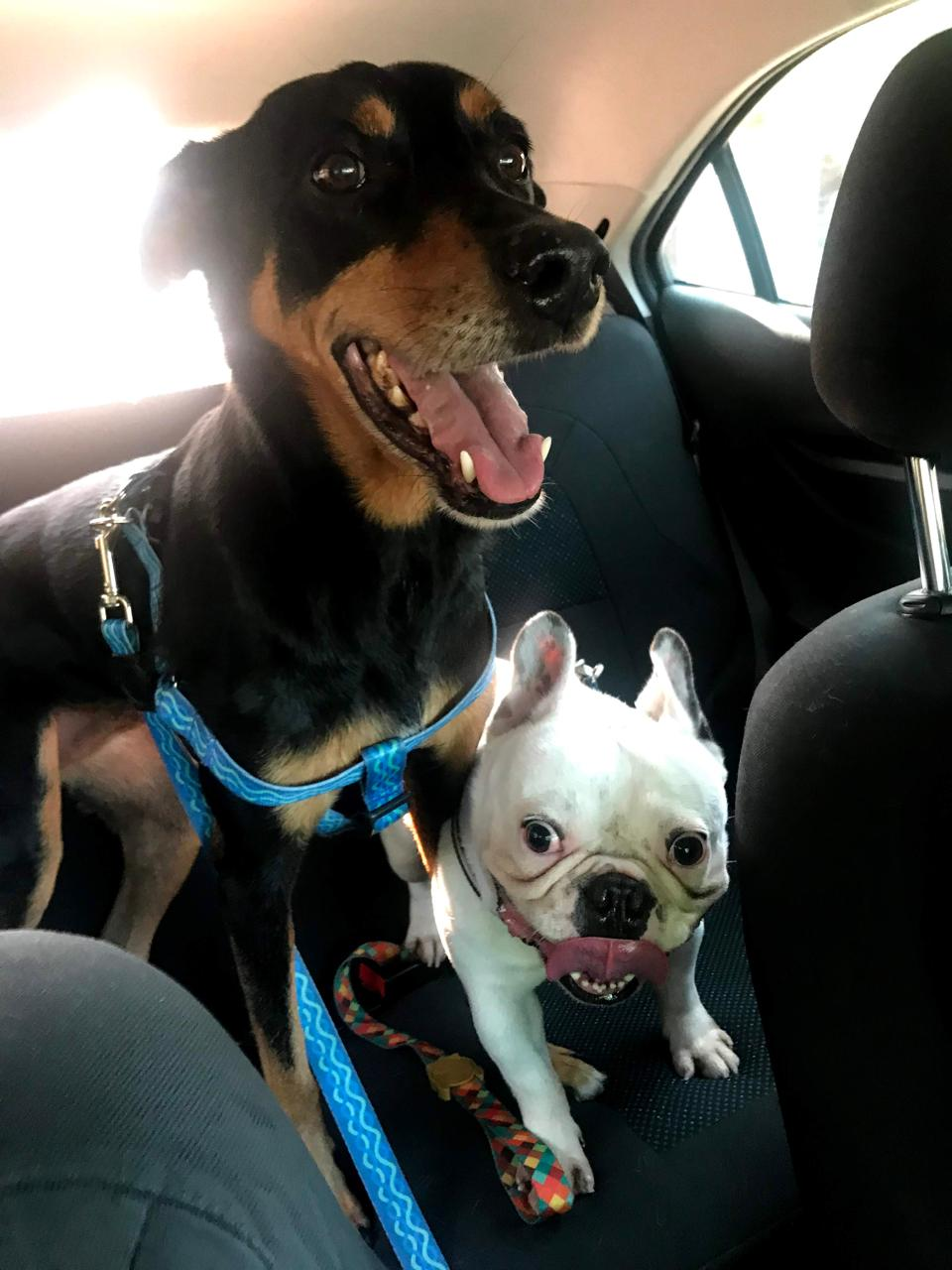 Pets do Lar dos Pets juntos