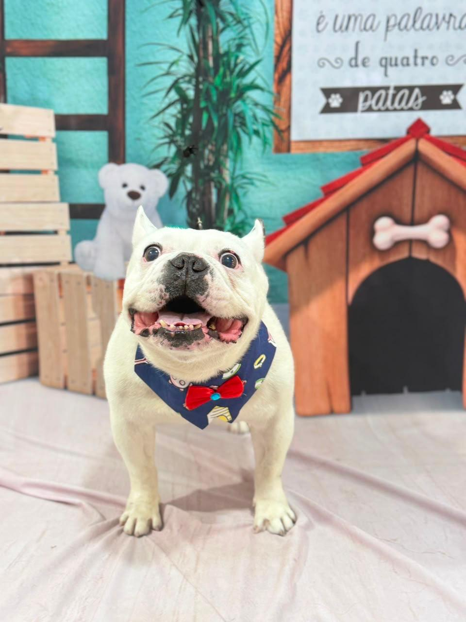 Pet do Lar dos Pets em cenário fotográfico