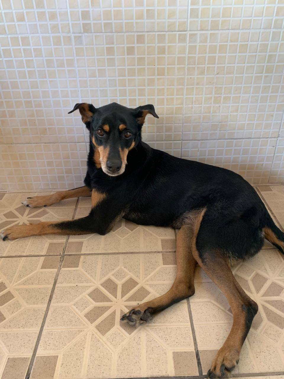 Pet do Lar dos Pets