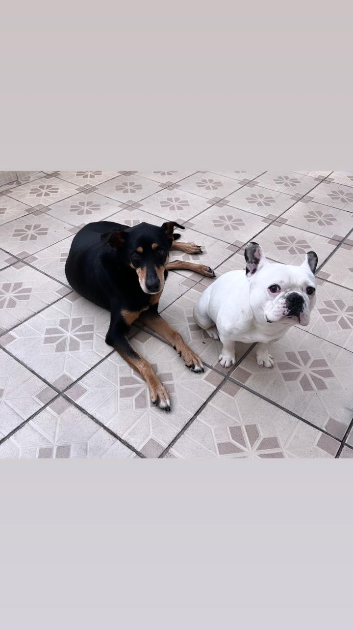 Dois pets do Lar dos Pets